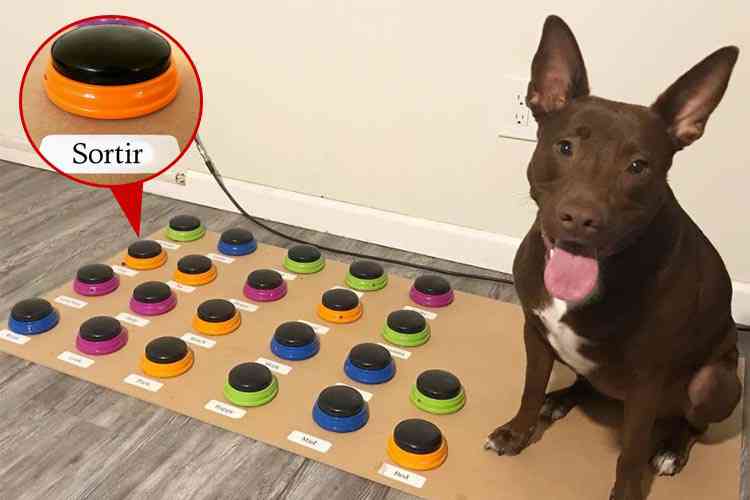 Boutons de communication pour chien