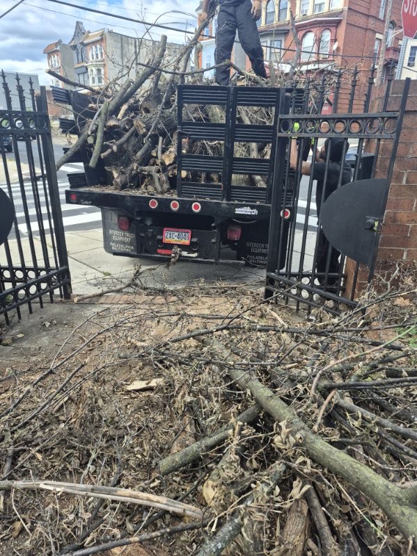 Tree Removal (DEPOSIT)