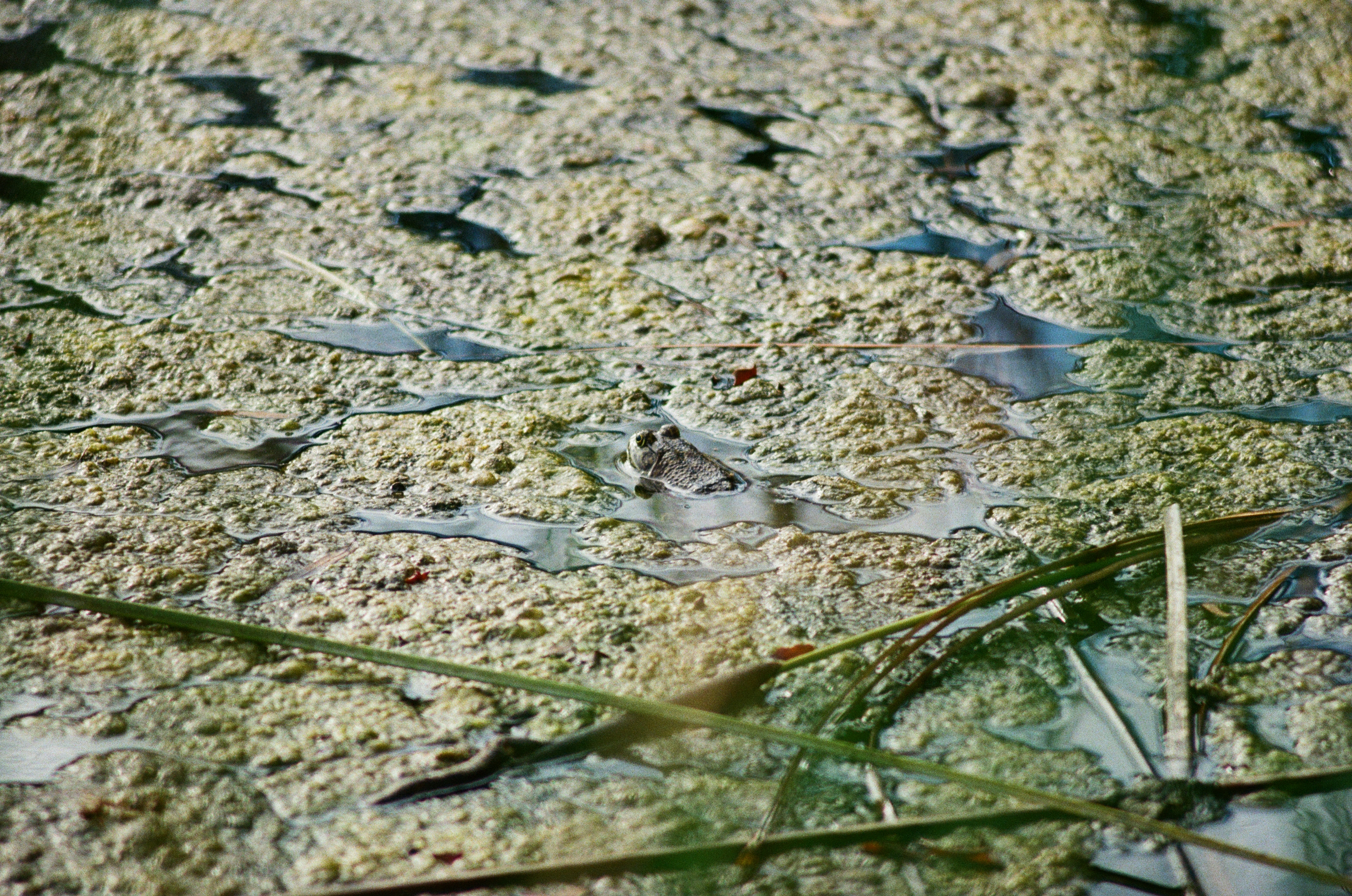 Half Seen, Fully There