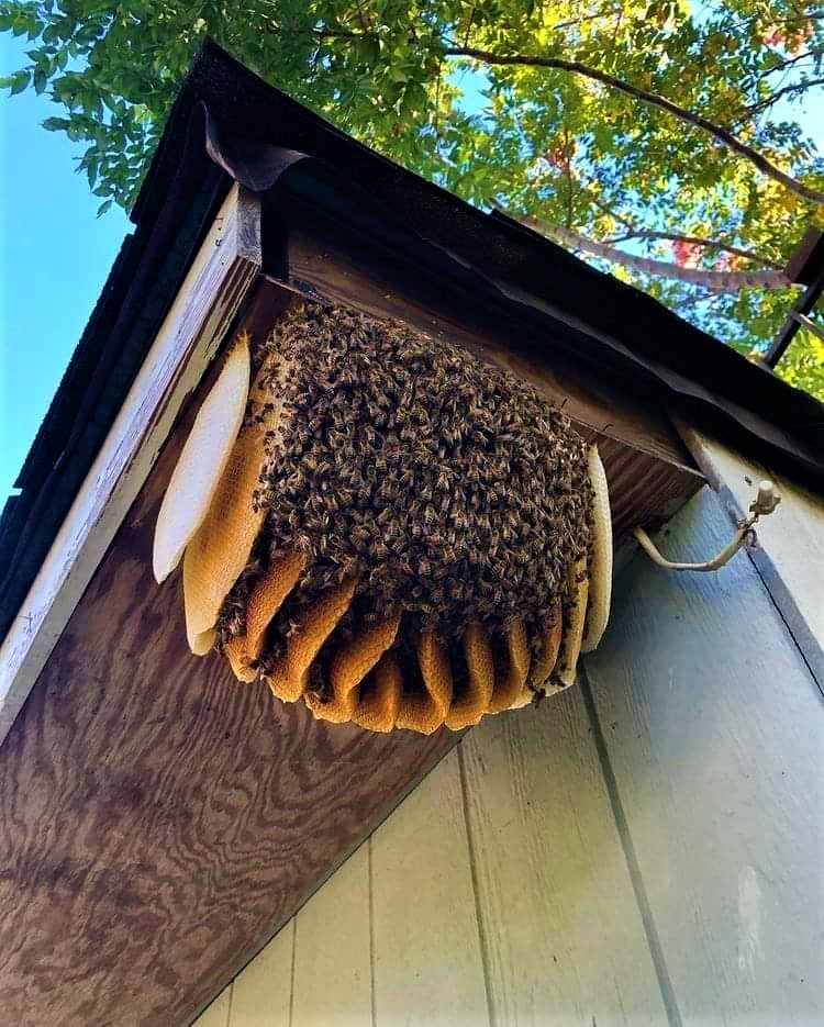 Servicio de captura de enjambres - Llamar al 2221275803