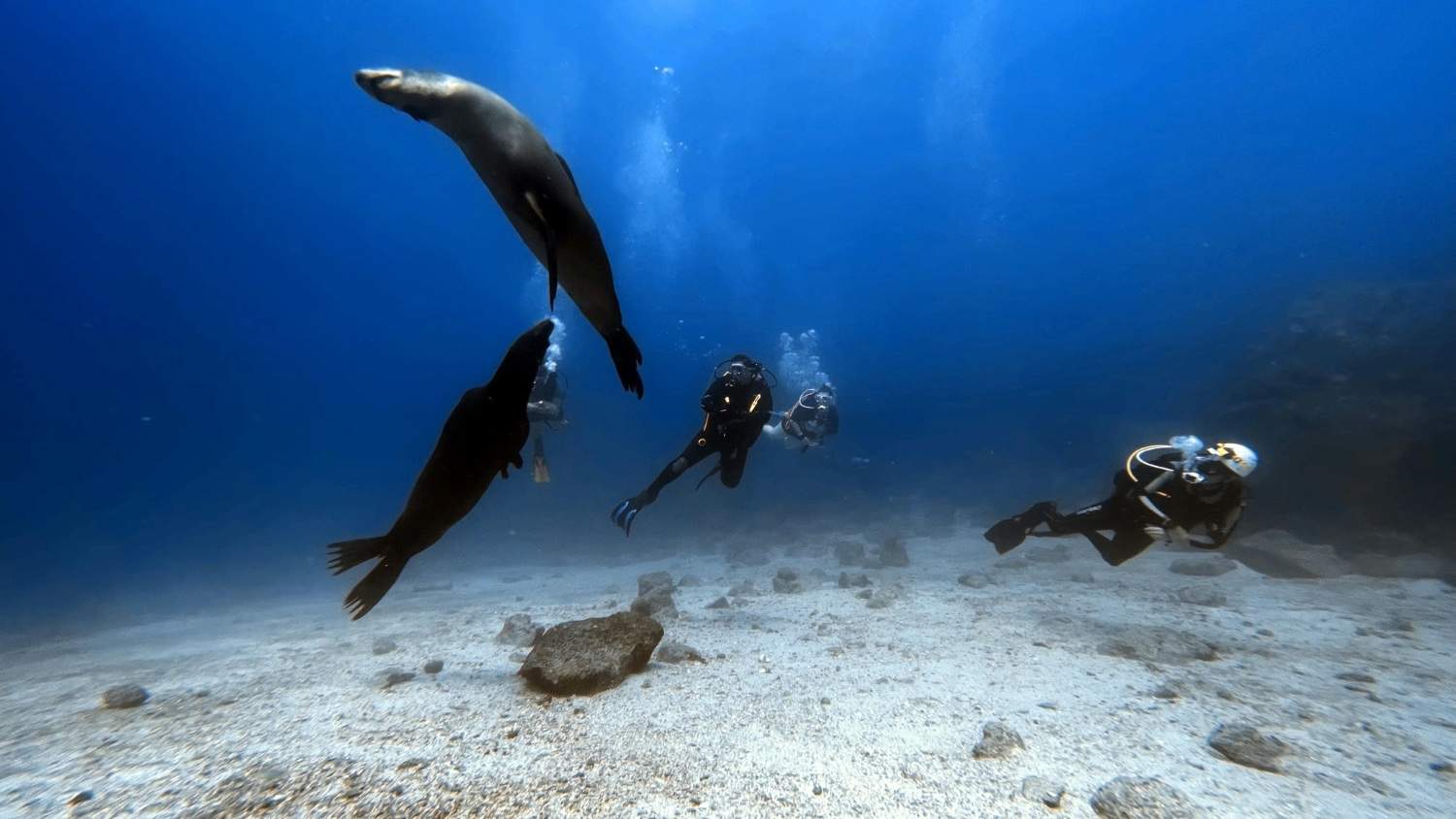 Fun Dive in La Ventana