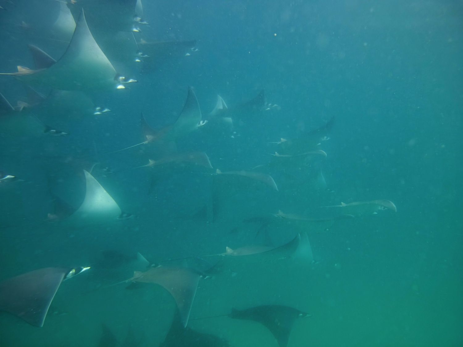 Mobula Ray Snorkeling Tour in La Ventana