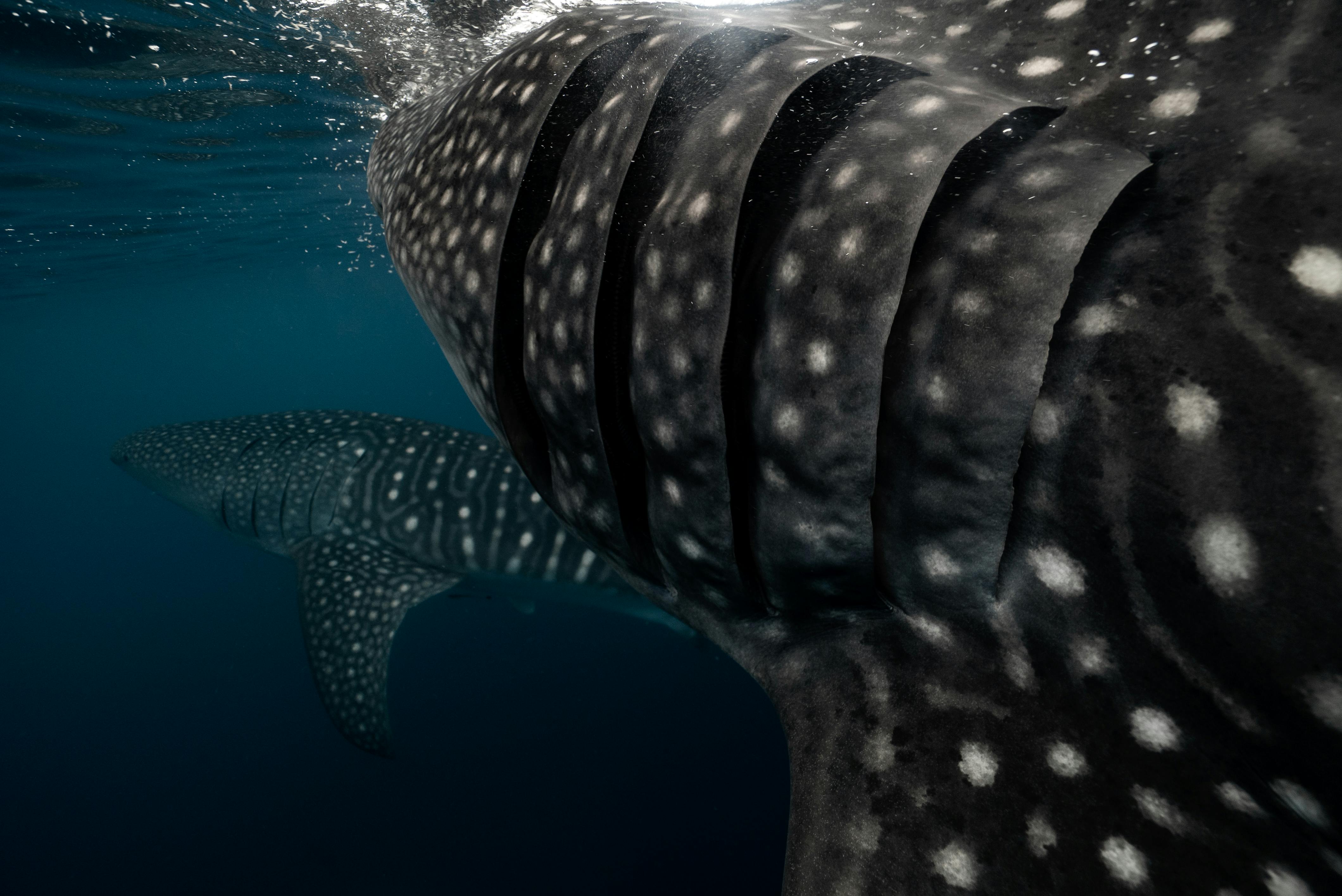 Whale Shark Snorkeling Tour in La Paz