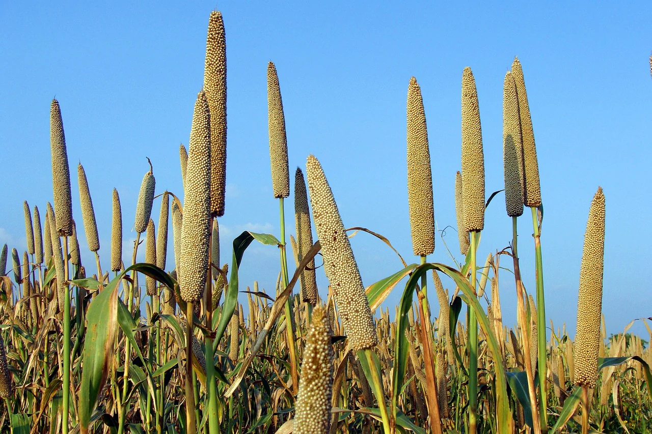 Pearl millet