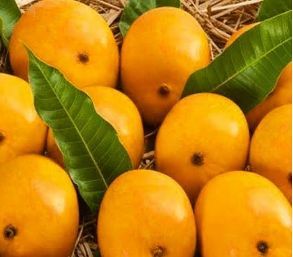 Alphonso Mangoes 