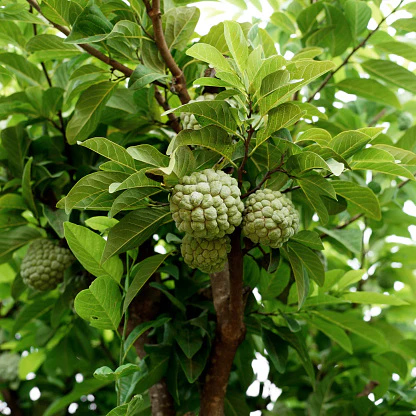 Creamy Custard Apple