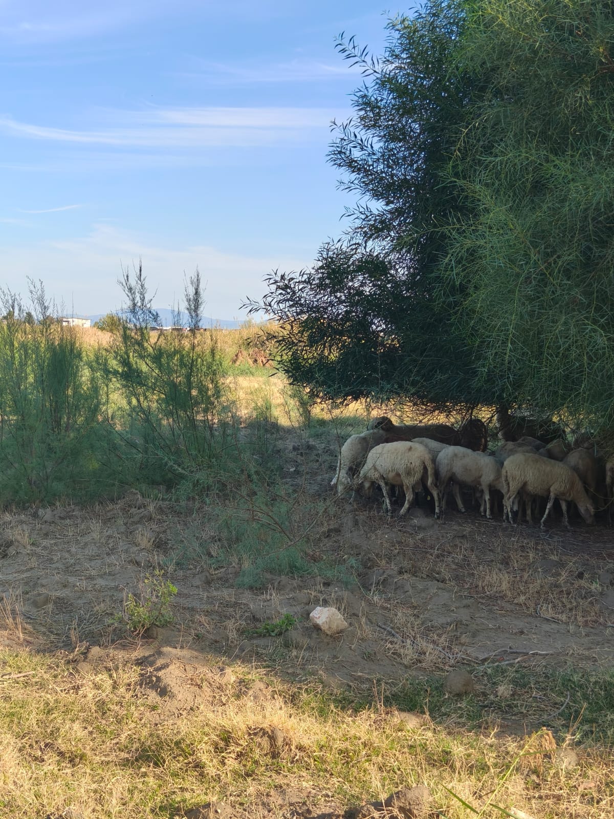 Ören’de Denize Sıfır Satılık Tarla – Muğla / Milas  ₺5.280.000 