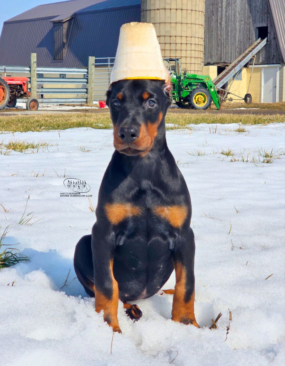 European dobermann female
