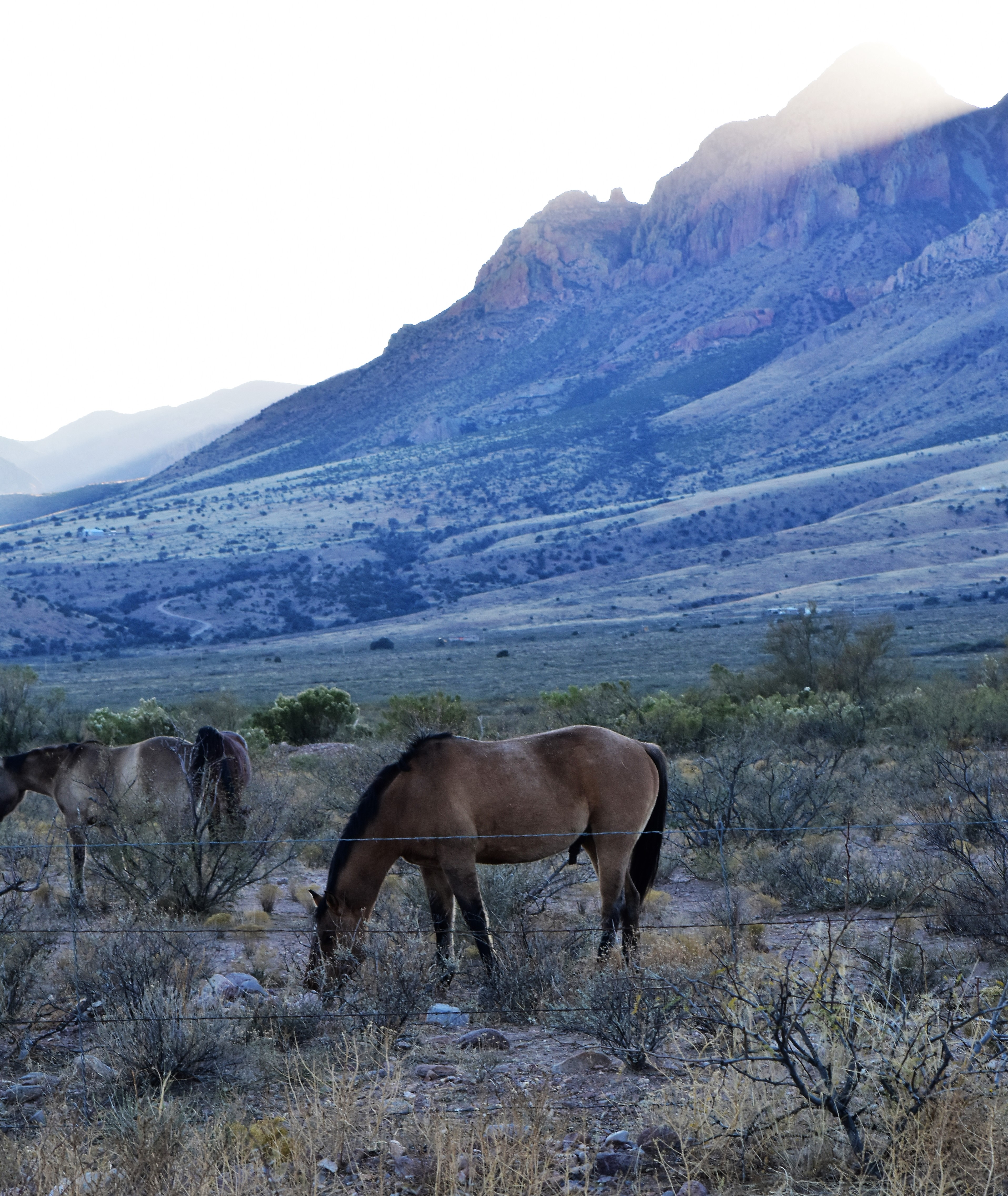 Lazy Day at Chiracahua Mountains