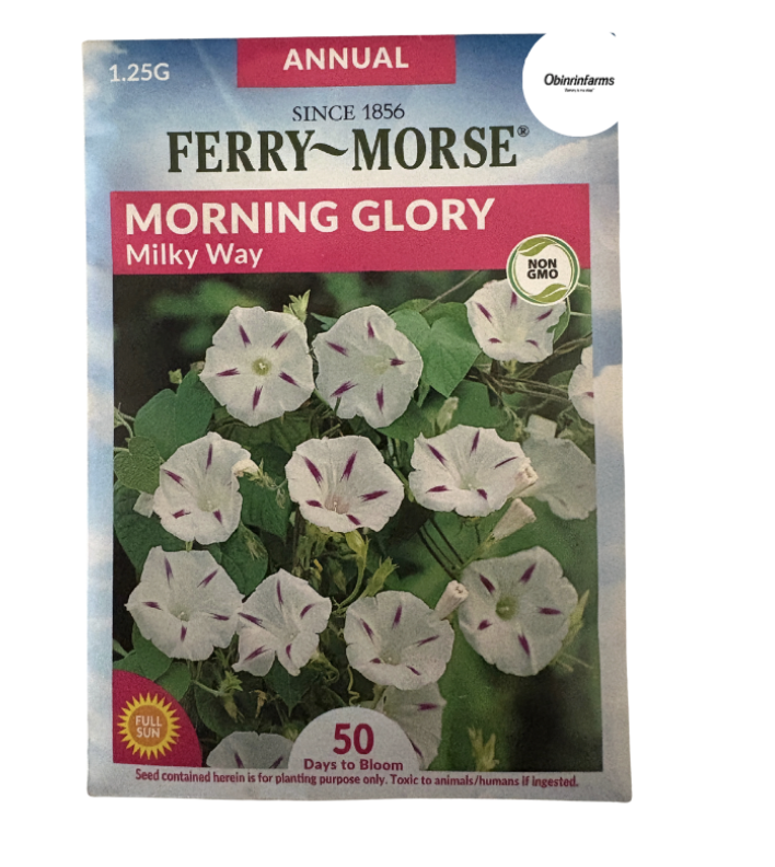 Morning Glory Milky Way Flower Seeds