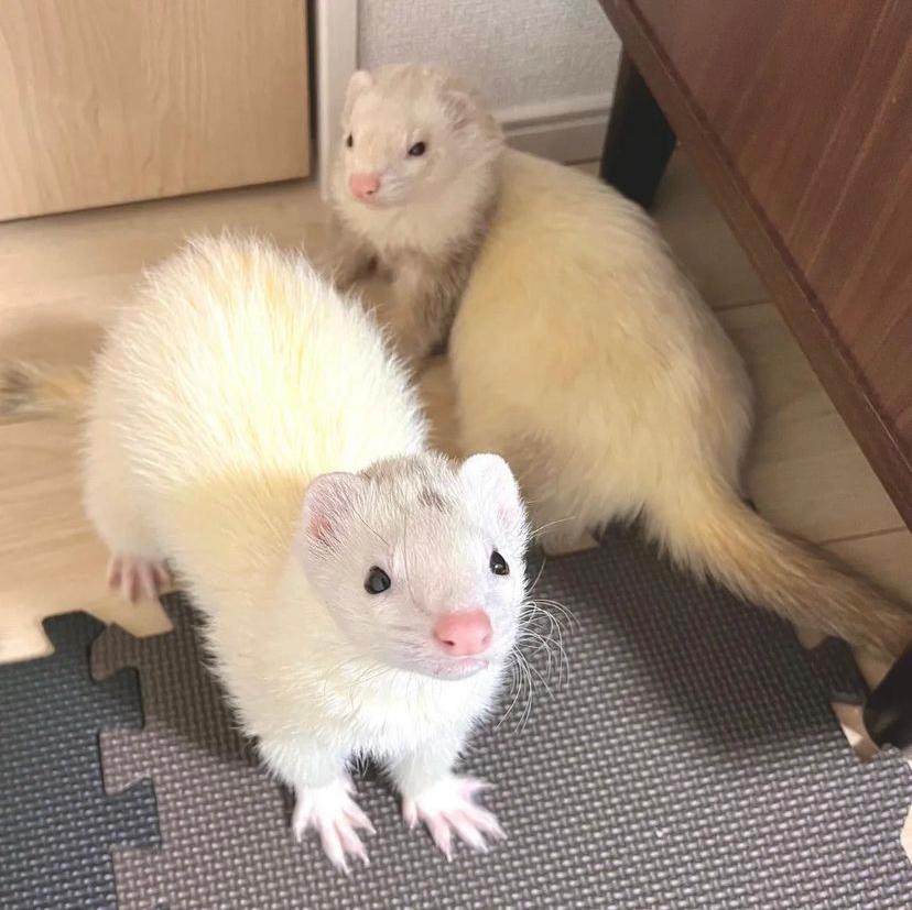 Furetto Albino Domestico