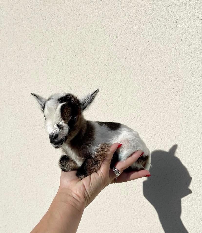 Capretta Nana Miniatura