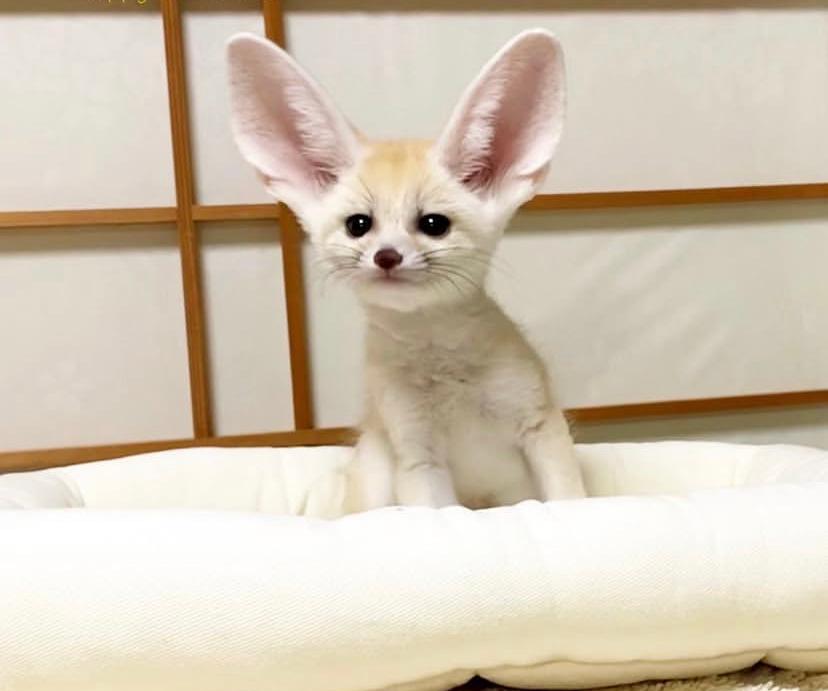 Volpe del Deserto (Fennec) Hembra