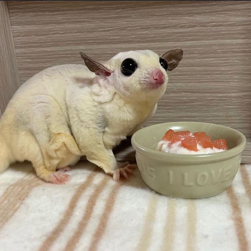Petauro dello Zucchero Albino