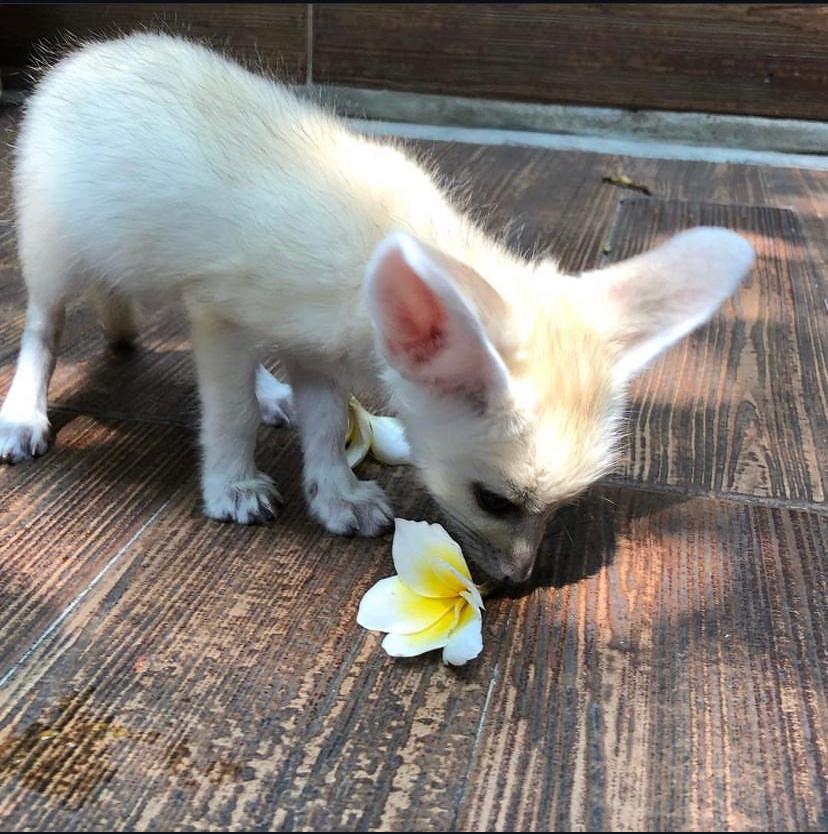 Cucciolo di Fennec