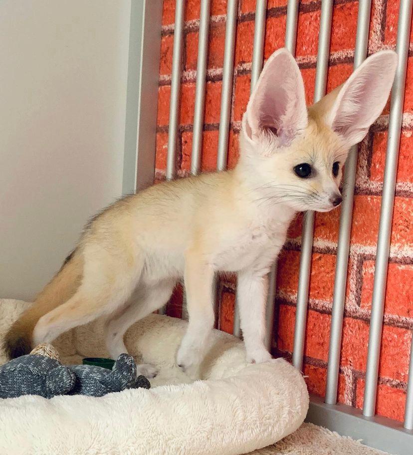 Volpe Fennec domestica Macho