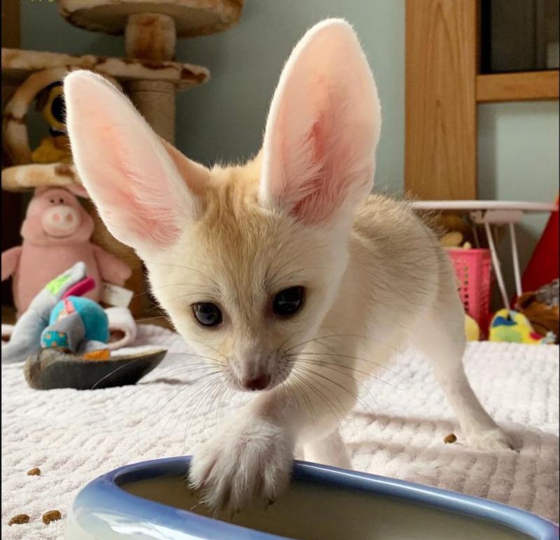 Anaya Volpe Fennec