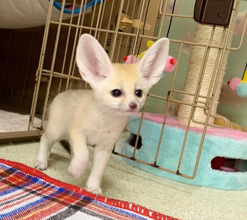 Volpe del deserto Fennec cucciolo Macho