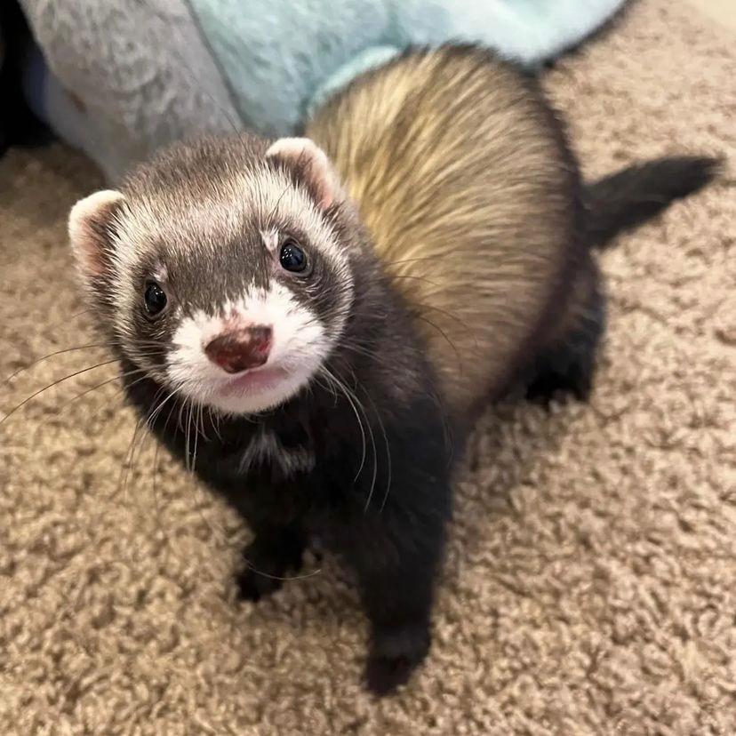 Furetto Domestico
