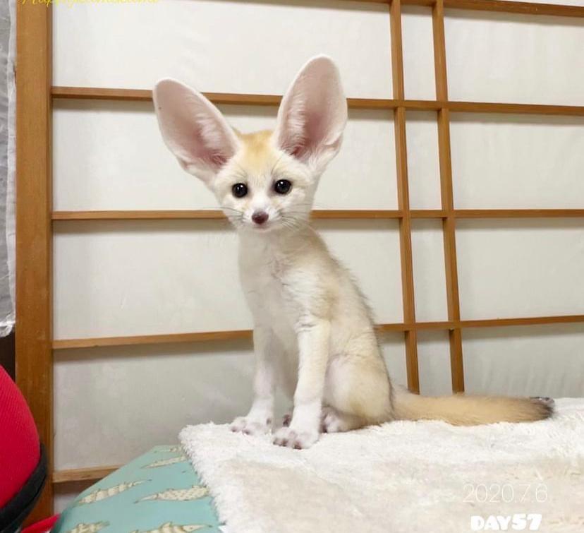 Volpe del deserto Fennec