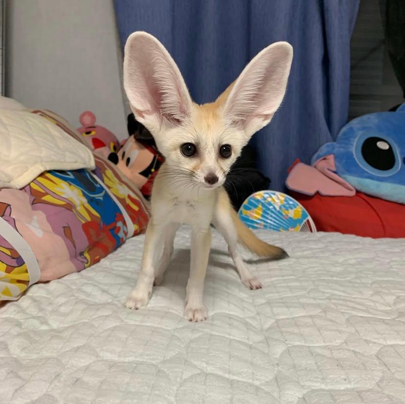 Fennec Volpe del Deserto Macho