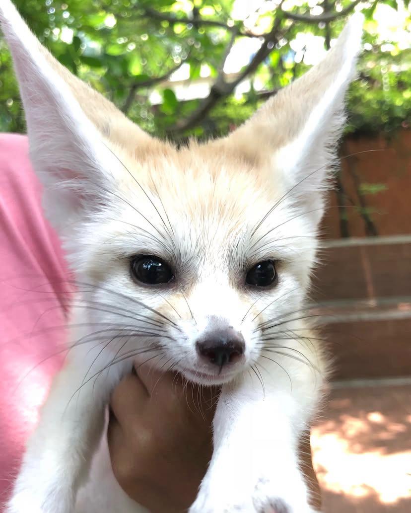 Volpe del deserto Fennec