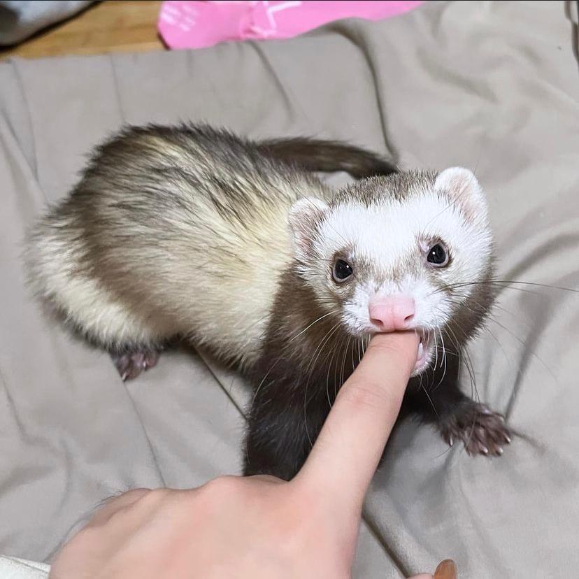 Furetto Domestico Giovane