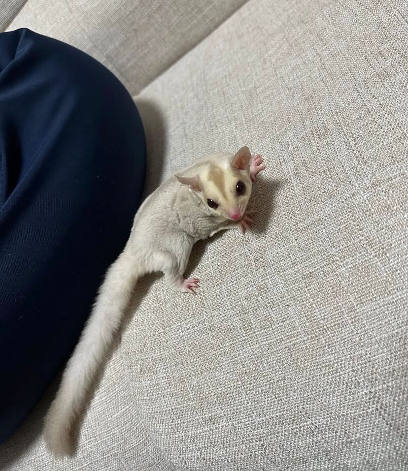 Petauro dello zucchero albino