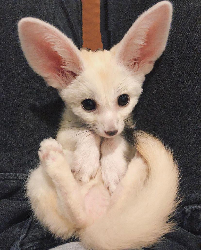 Volpe Fennec