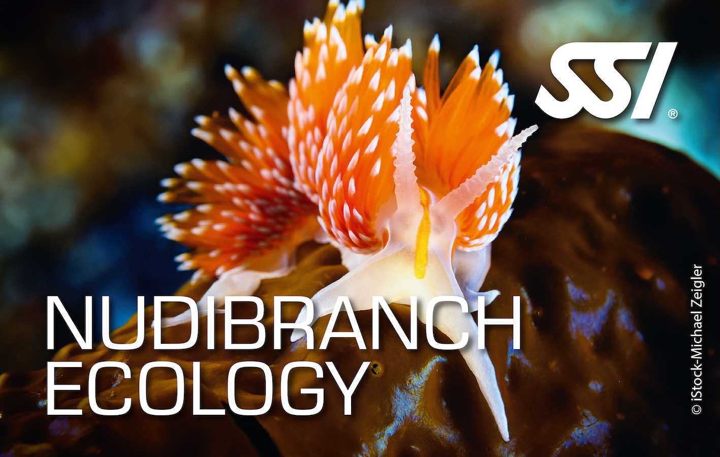 Nudibranch Ecology (1 Day)