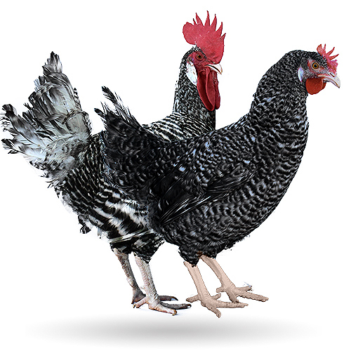 Gallinas Plymouth Rock