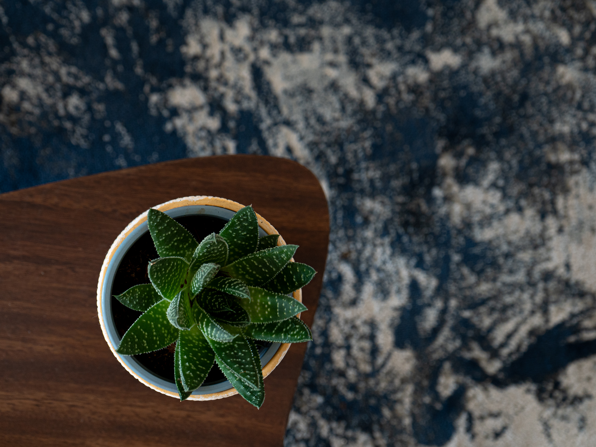 Planta suculenta en maceta de cerámica