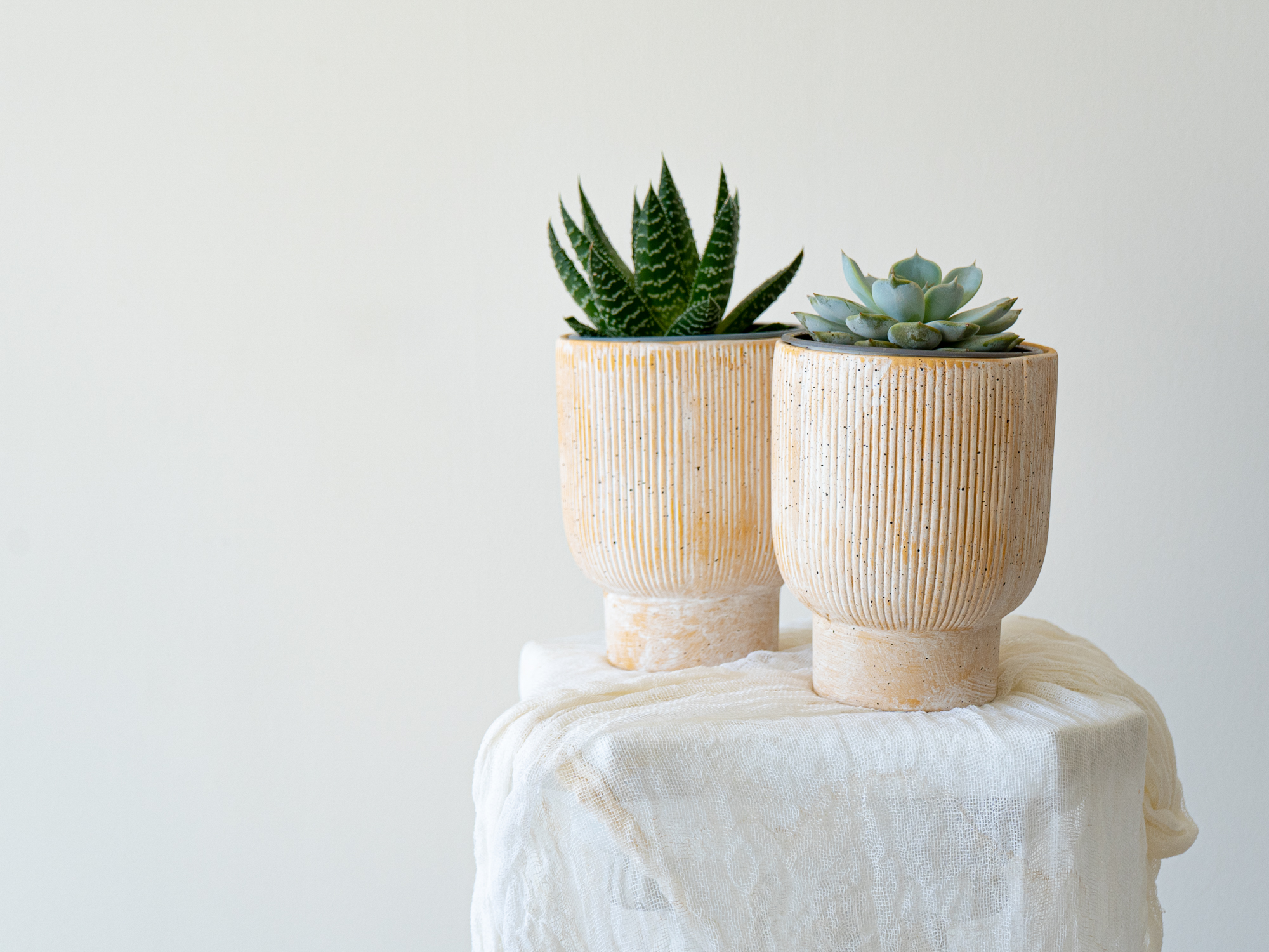 Planta suculenta en maceta de cerámica