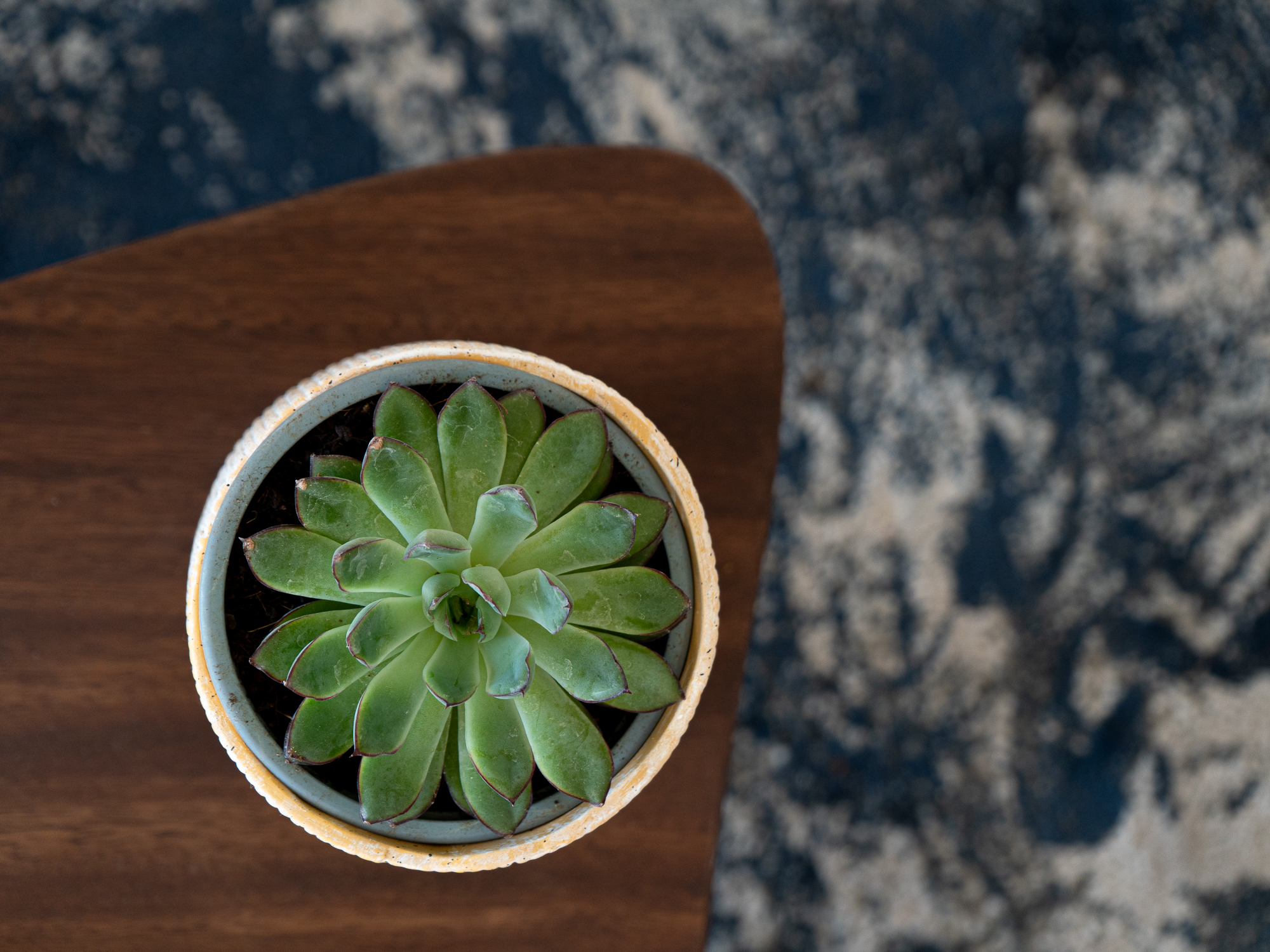 Planta suculenta en maceta de cerámica