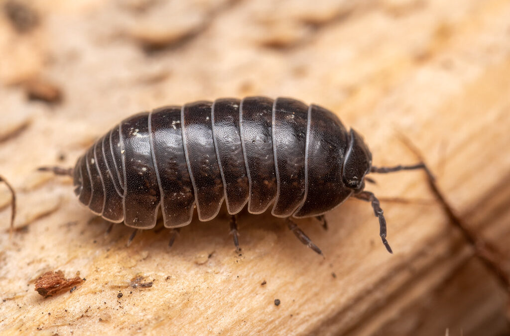 Armadillo Isopod | Pill Bug