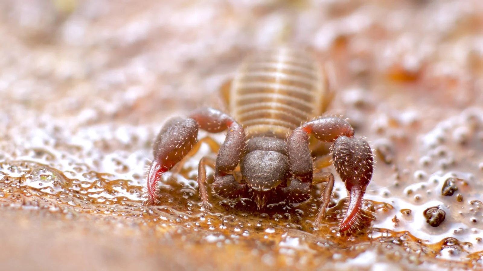 Pseudoscorpion
