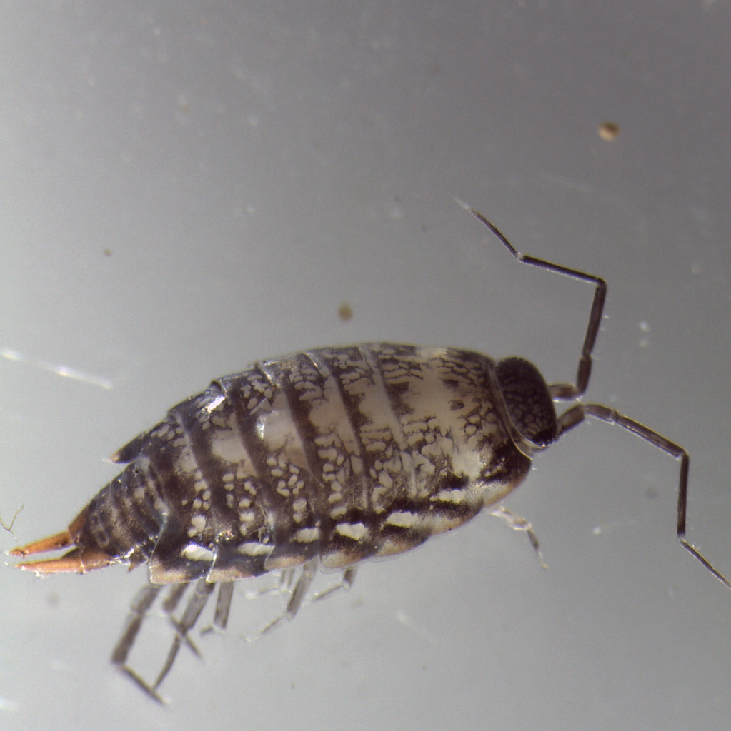 Silver woodlouse