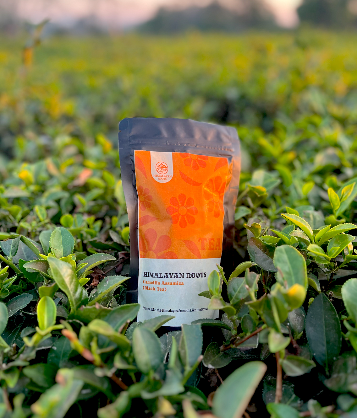 Himalayan Roots Camellia Assamica (Black Tea)