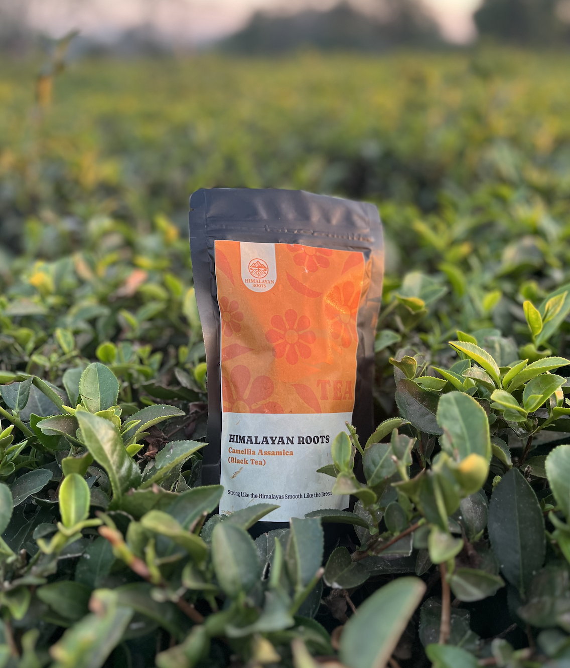 Himalayan Roots Camellia Assamica (Black Tea)