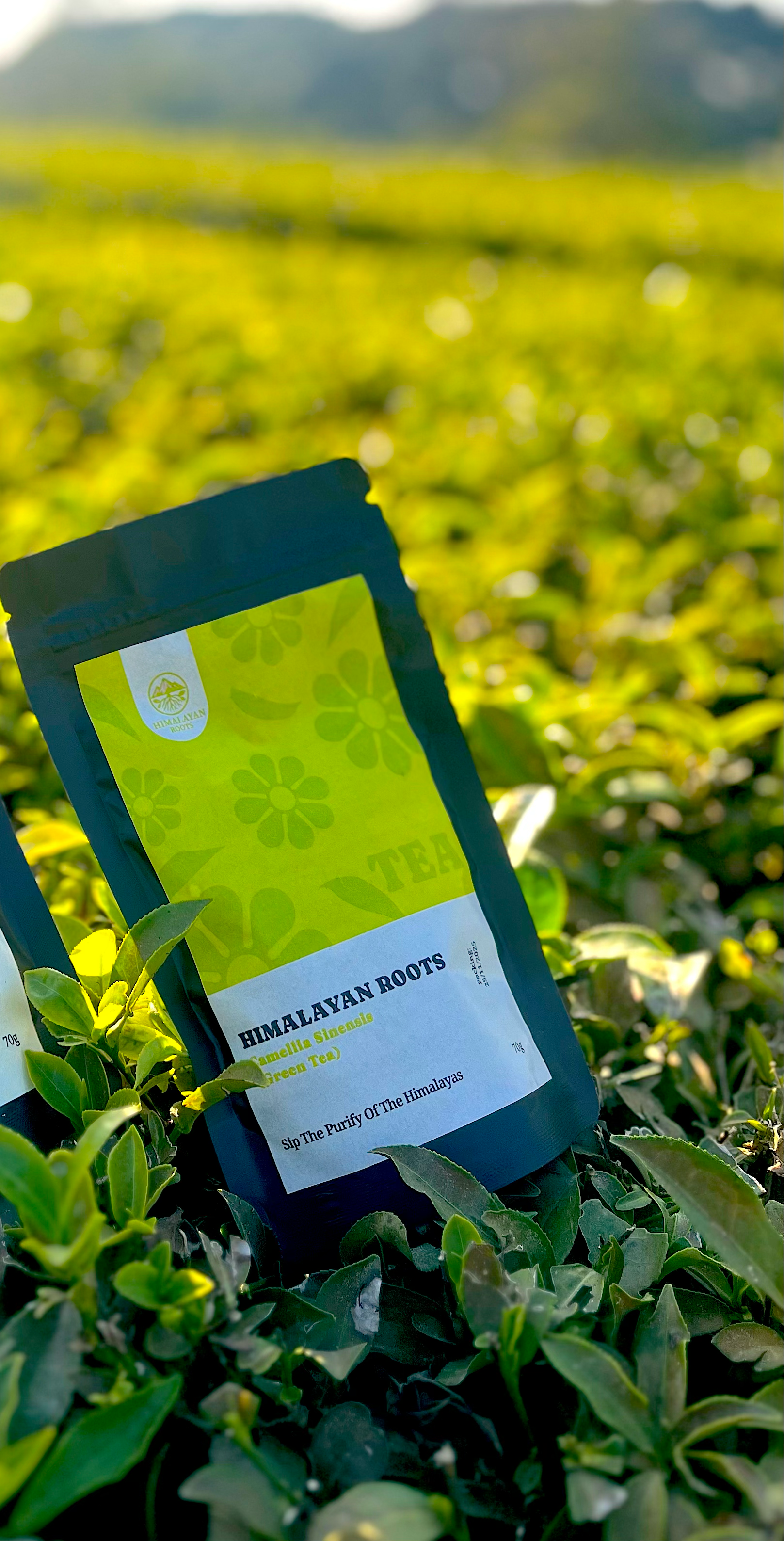 Himalayan Roots Camellia Sinensis (Green Tea)