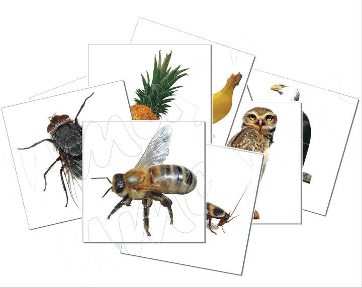 Bits de Conocimientos enciclopédicos