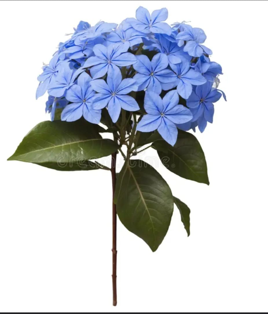 Ramillete de flores azules