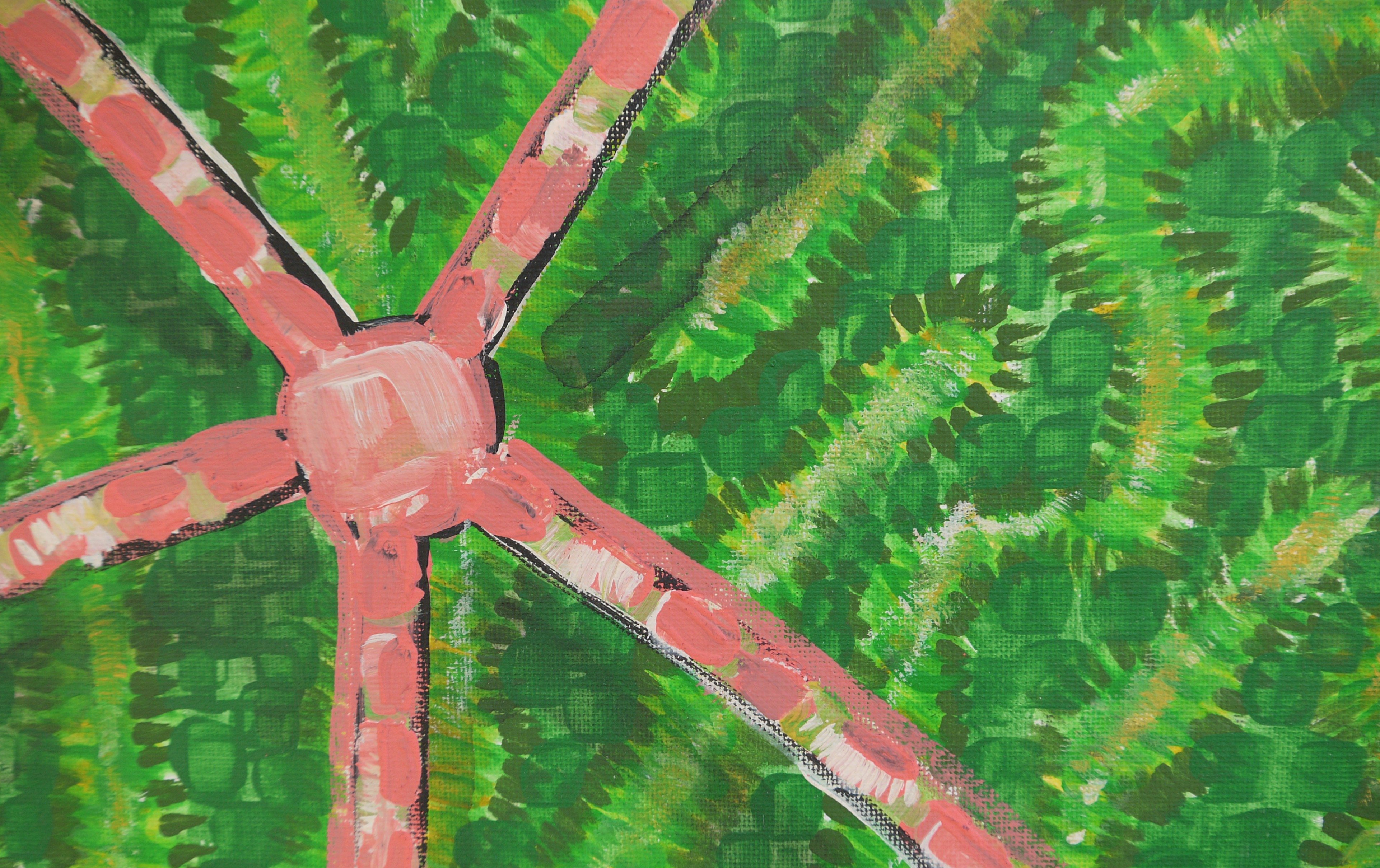 Wilf - Five-armed brittle star