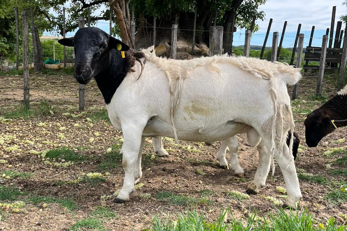 RP 064 - DORPER SANTA LUISA