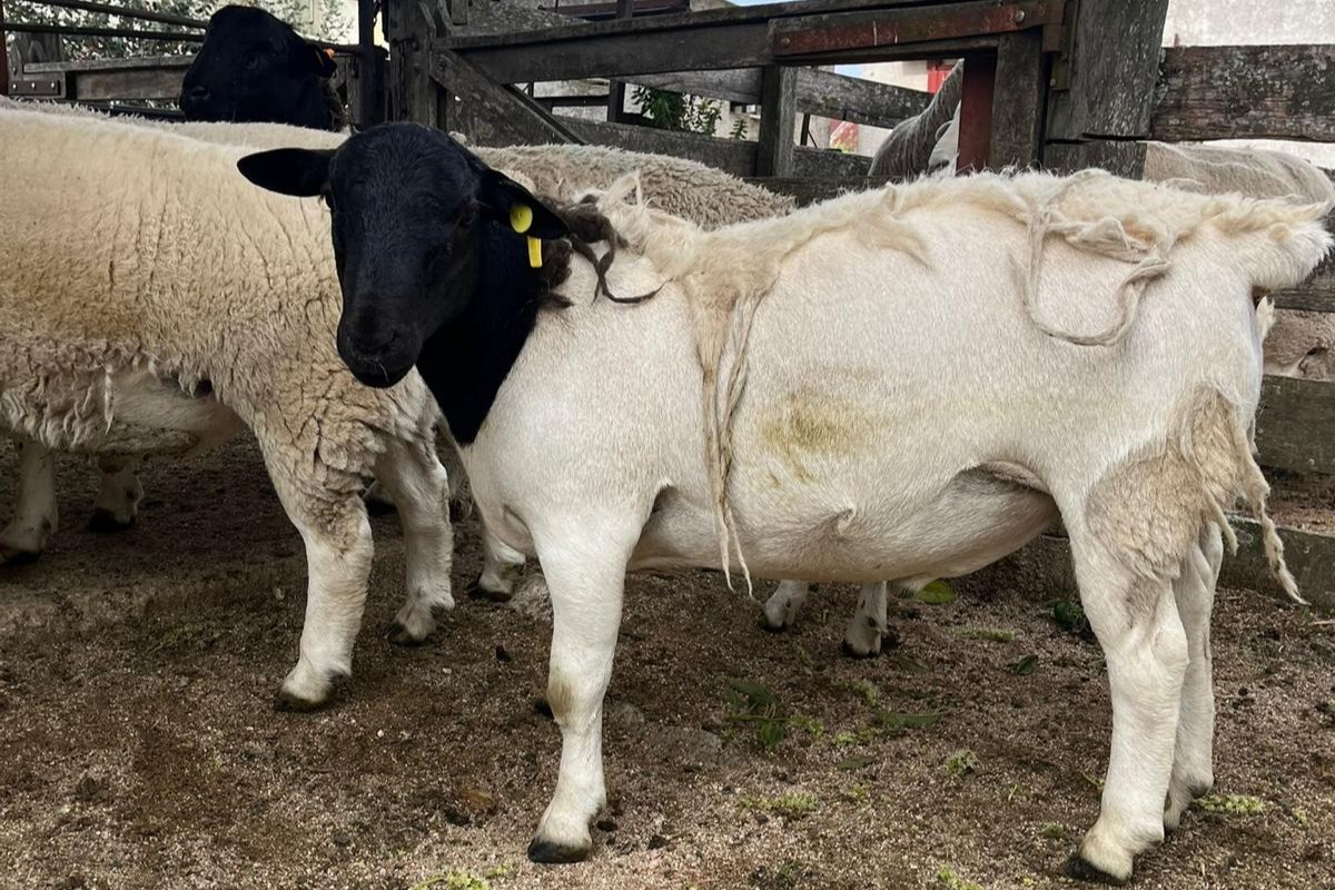 PROXIMAMENTE - DORPER DE SANTA LUISA