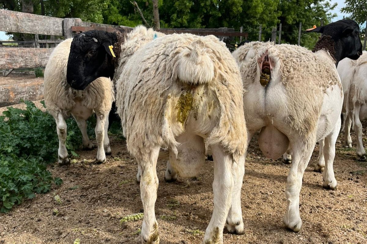 DORPER - SANTA LUISA