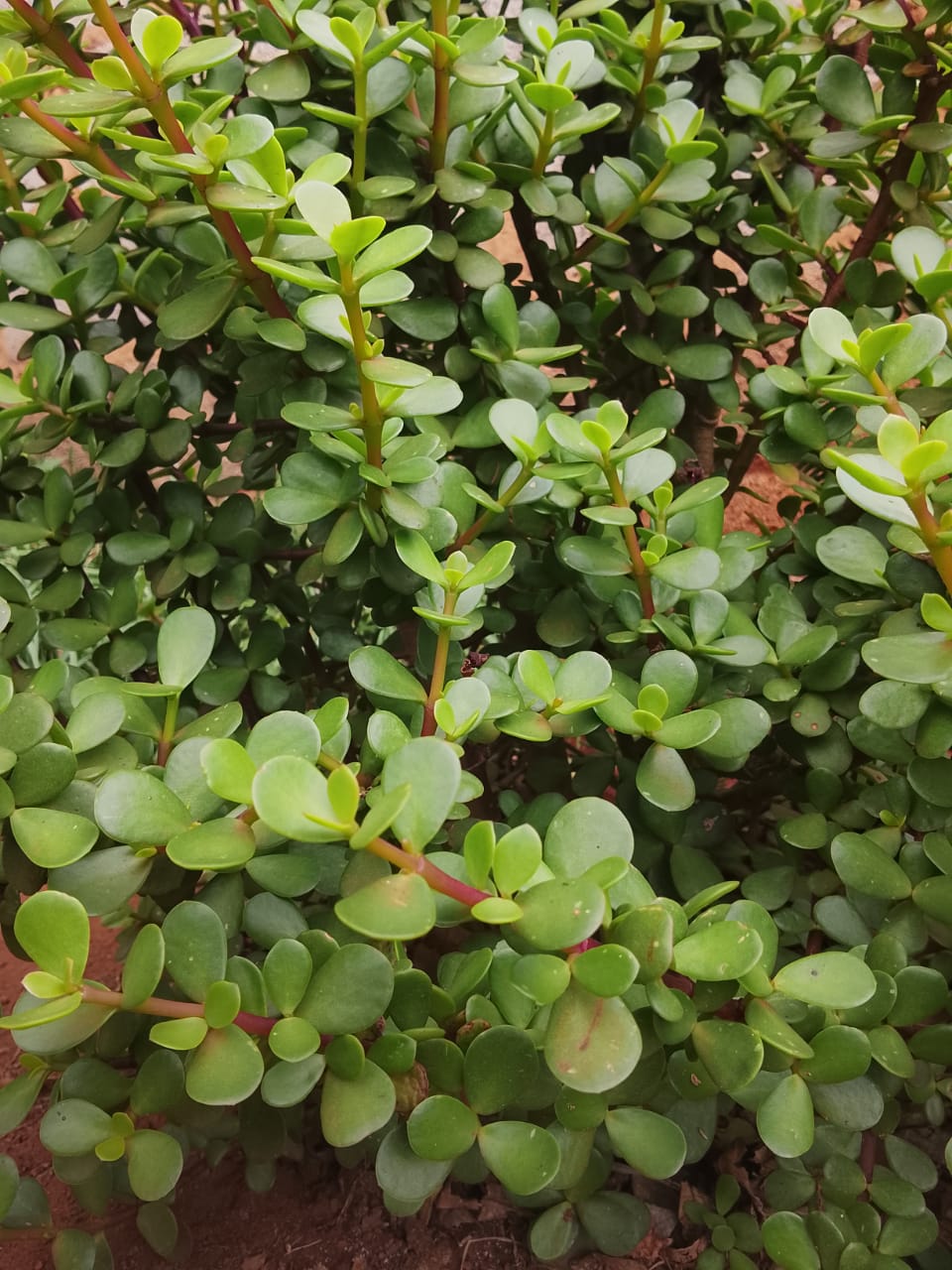  Elephant Encounter: Guided Tour, Transport & Nature Walk