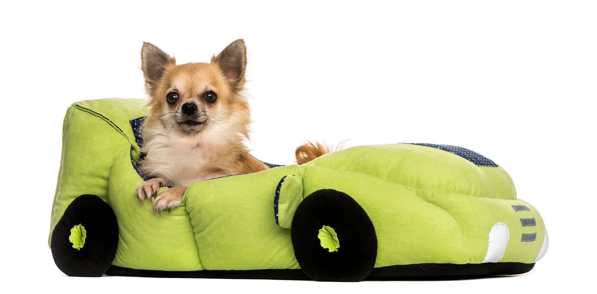 Dog Beds
