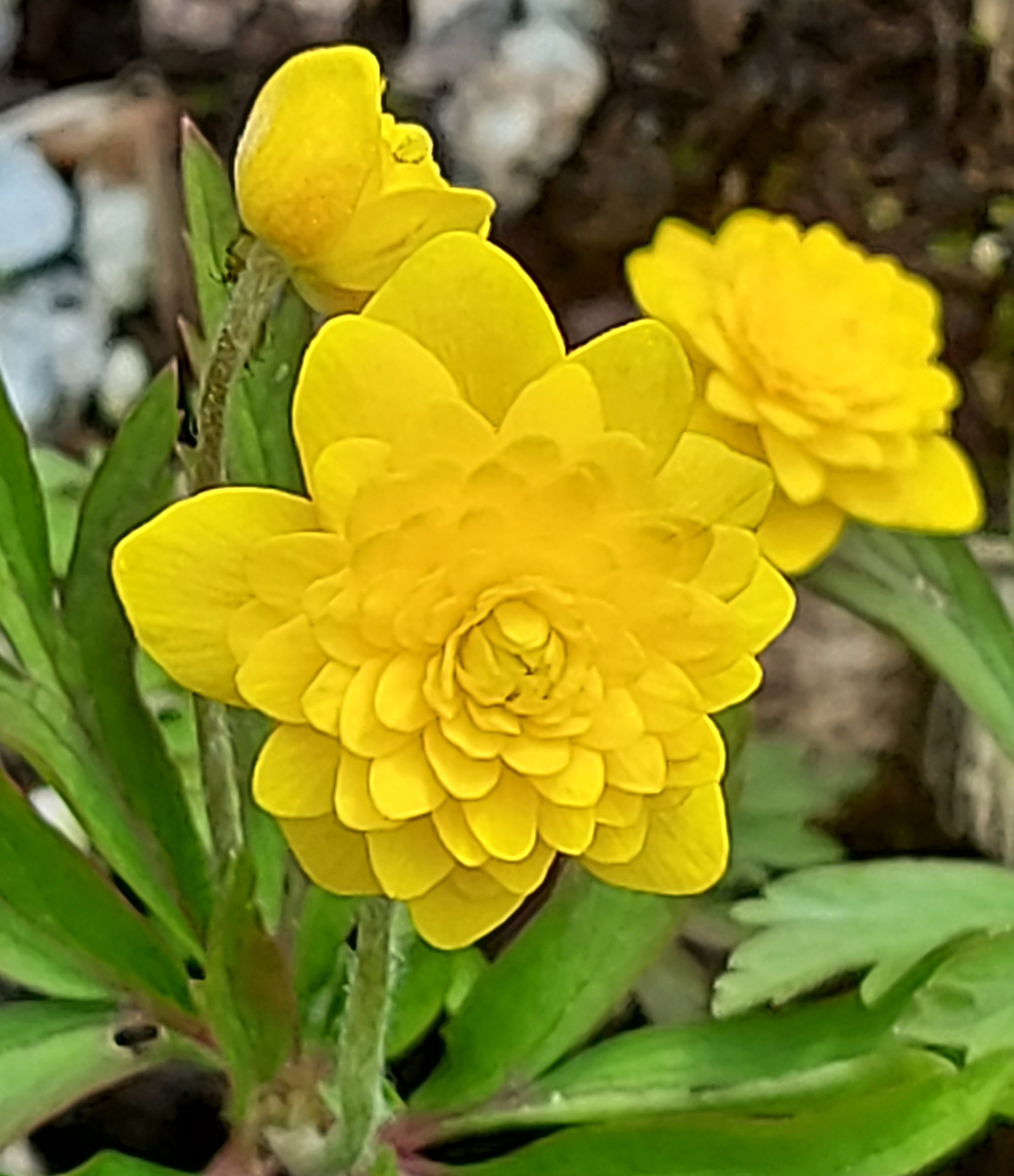 Anemone ranunculoides Terese