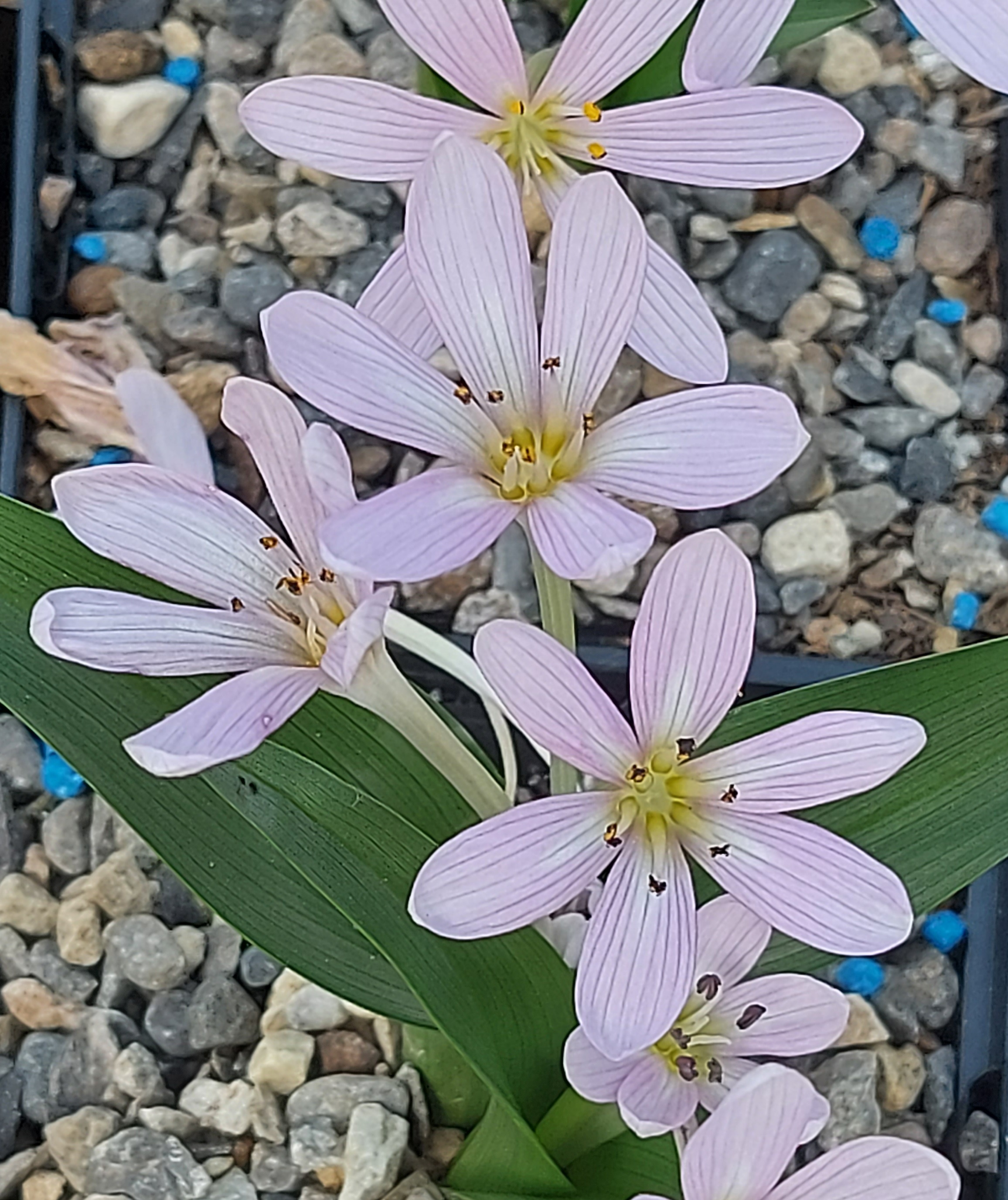 Colchicum cousteri